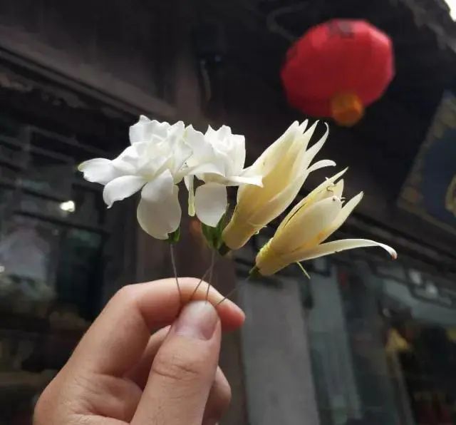 白兰花 簪在鬓上 插在襟上 手机新浪网 白兰花 簪在鬓上 插在襟上 手机新浪网