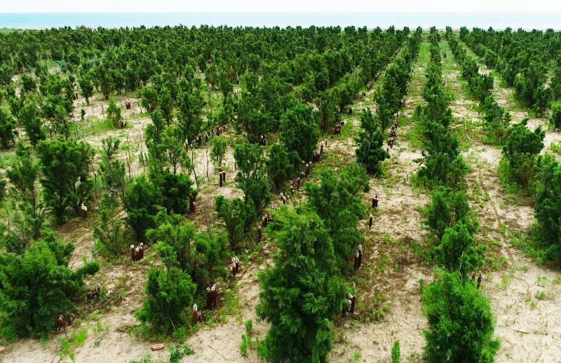 山东的柽柳林主要分布于潍坊市北部沿海,位于渤海莱州湾南岸以下的