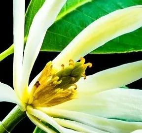 白兰花 簪在鬓上 插在襟上 手机新浪网 白兰花 簪在鬓上 插在襟上 手机新浪网