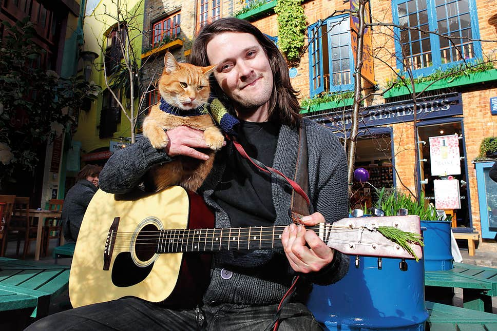 流浪猫鲍勃回归喵星——一只改写铲屎官命运的猫