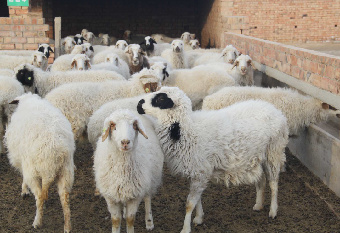 画说宁夏 | 人间烟火味,盐池滩羊最抚凡人心