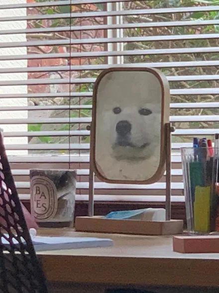 网友无意间拍到狗子在照镜子,只是它的表情,实在太搞笑了!