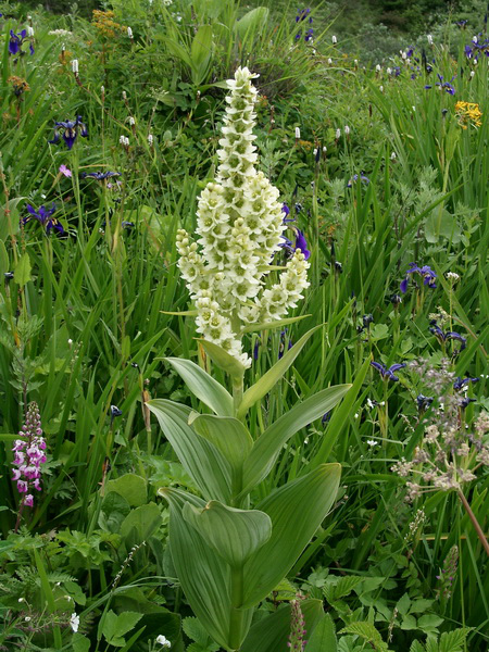 毛叶藜芦,图片来源:pewiki.net