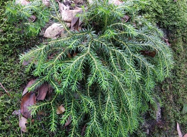 别名阴痧草,晒不死,阳痧草,地松杉,地青松杉,杉松兰.