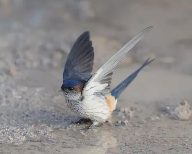 小时候,老家的燕子(散文)