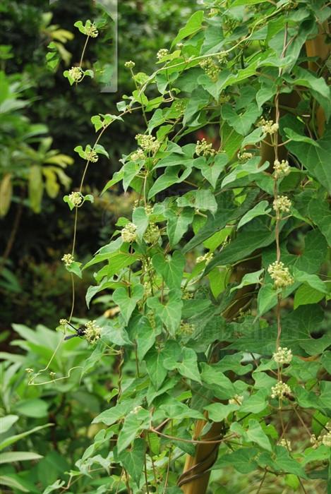 别名白石参,毒狗药,青阳参,地藕,小白蔹,小绿羊角藤,断节参,白药,白芪