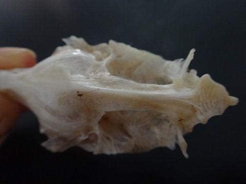 没想到,大黄鱼或小黄鱼的头盖骨的耳石有这些妙用