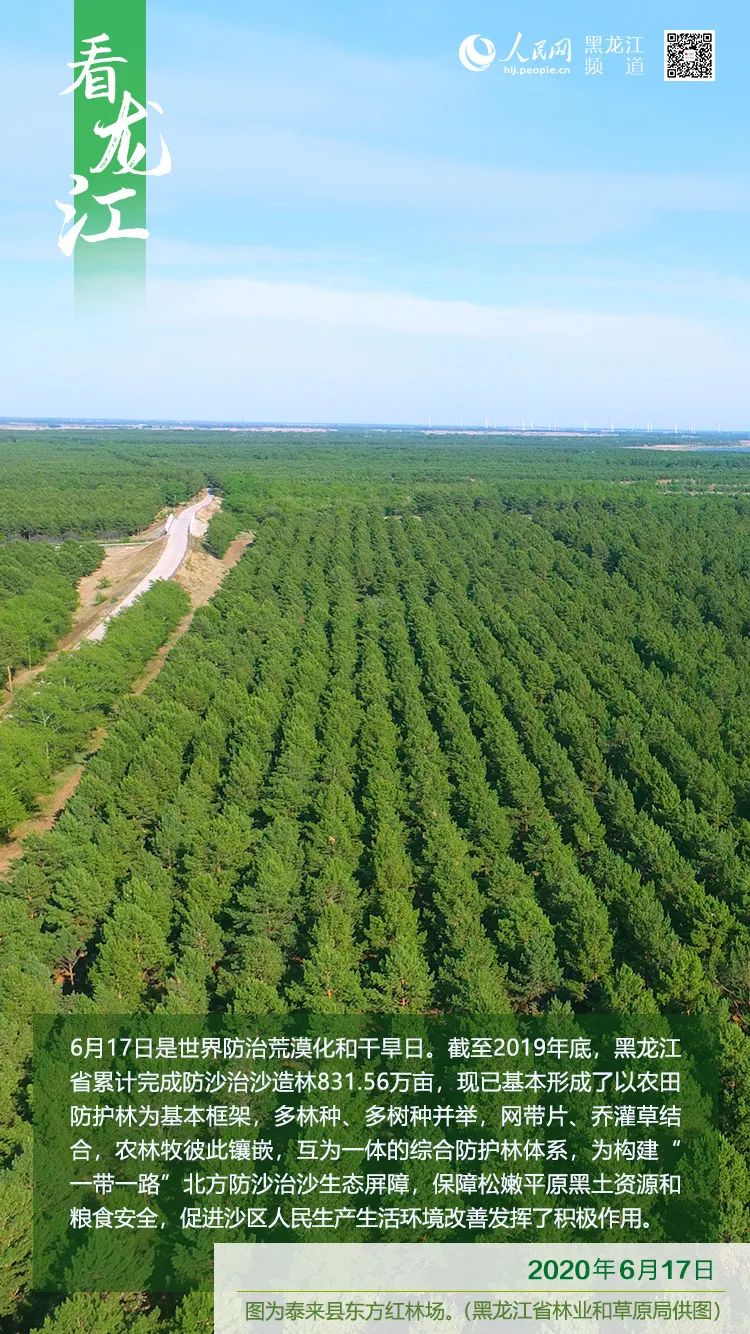 看龙江|黑龙江省累计完成防沙治沙造林831.56万亩