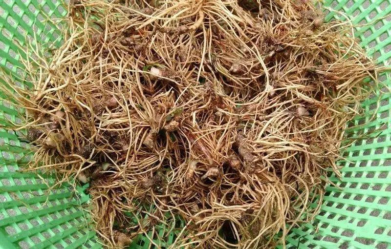 客家人经常吃的"地胆头",到底是什么?