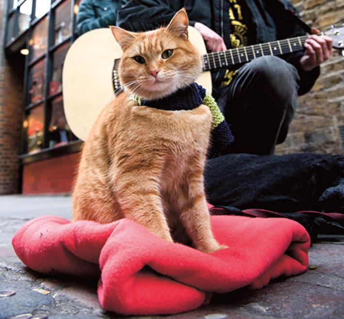 流浪猫鲍勃回归喵星——一只改写铲屎官命运的猫