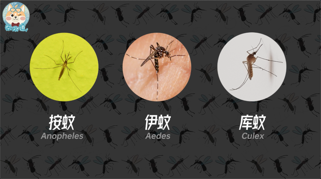 图文版   地球上总共有三千多种蚊子,会咬你的主要是按蚊,伊蚊和库蚊