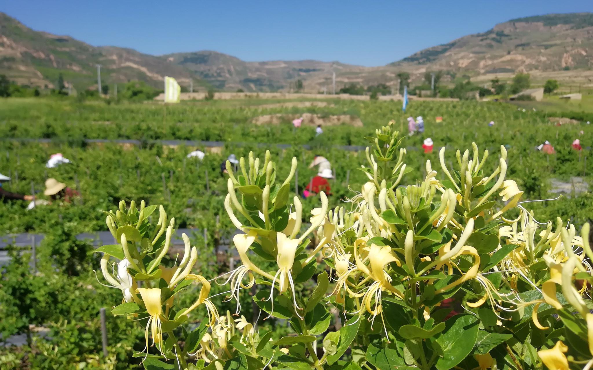通渭金银花为种植户增收万元以上 成扶贫支柱产业