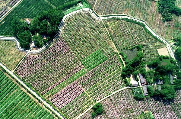 绿了荒山,富了百姓|全椒获评"中国碧根果之都"