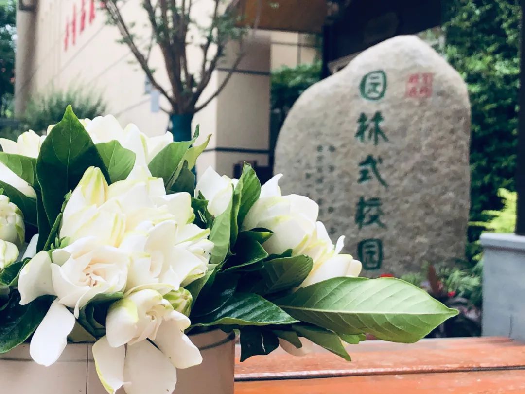 致远外国语小学分校,致远初级中学,致远外国语小学乐山路分校,清润