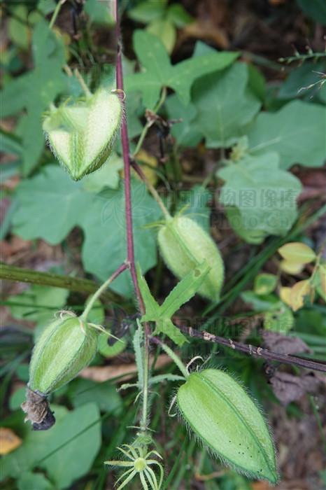 黄葵见过吗根可用于高热不退肺热咳嗽