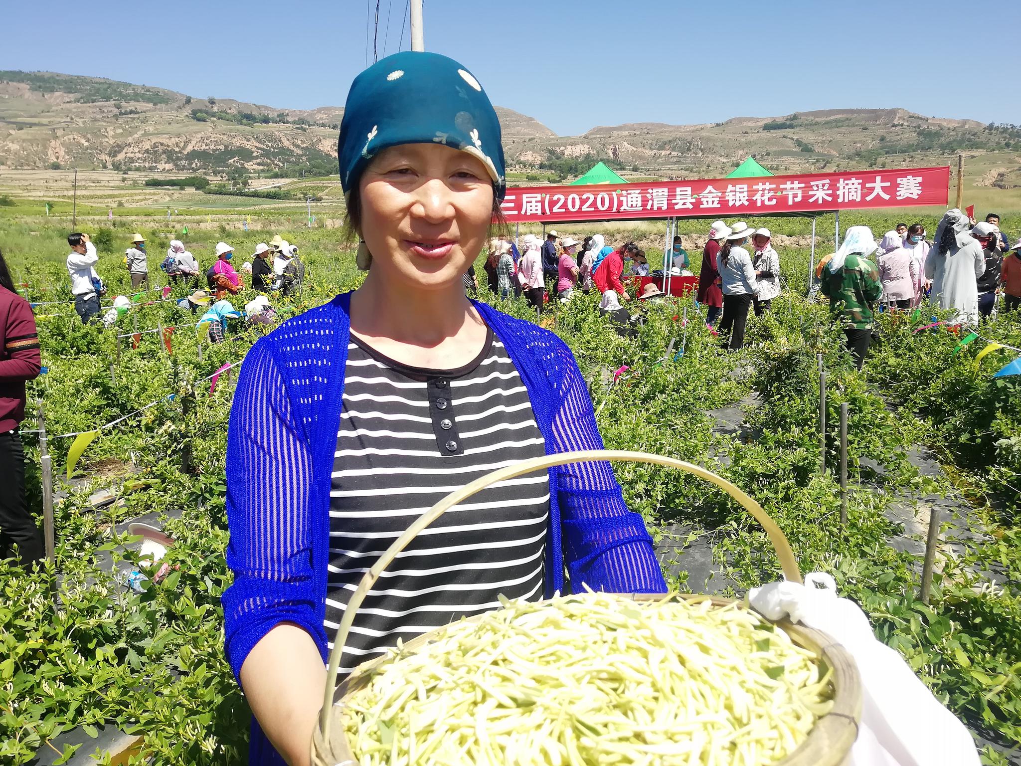 金銀花采摘大賽上,採摘能手採摘了滿滿一筐金銀花.受訪者供圖