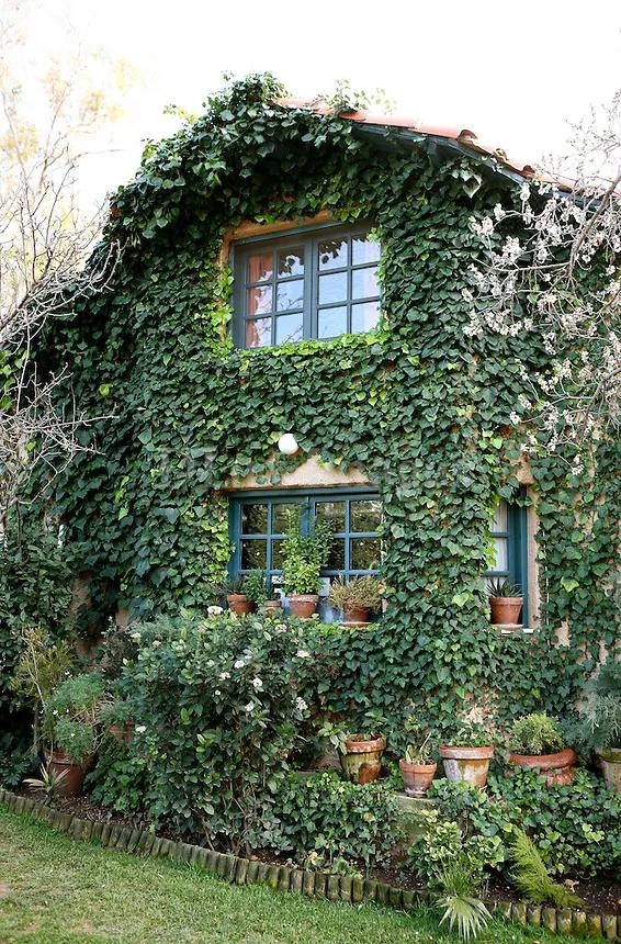 当植物爬上房屋,简直美爆了!我也想住进这样的童话