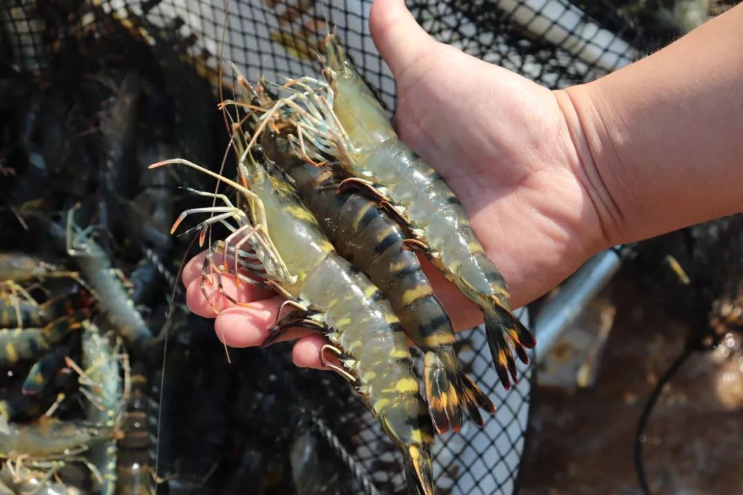 有涨有跌!罗氏虾涨1元跌3元!斑节对虾更惨,一周暴跌6元/斤