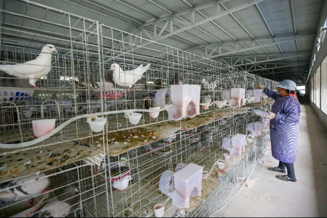 从南京六合到商洛山阳,这批"扶贫鸽"穿越千里