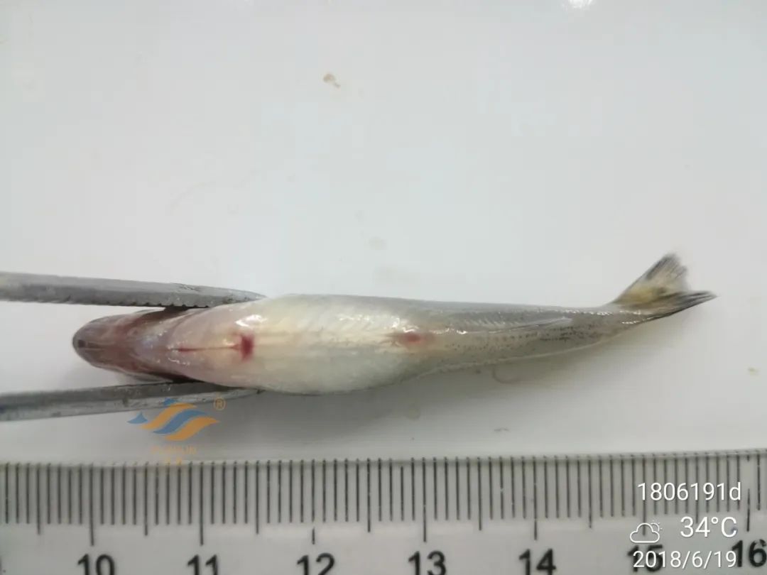 彩病毒表现的病症有很大的差异:朝苗阶段,主要表现为腹鳍基部充血发红