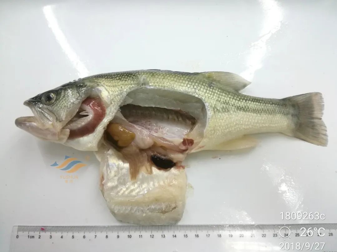 鱼价或涨破27元斤想养殖发大财吗快来破解加州鲈疑难杂症虹彩病毒