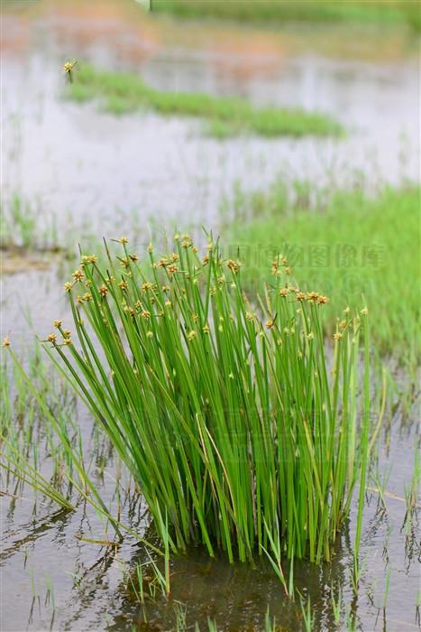 水毛花,见过吗?清热利尿,解毒.主热淋,小便不利,牙龈肿痛