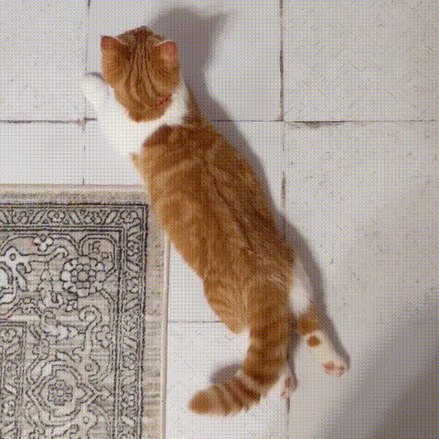 叠猫猫动图图片