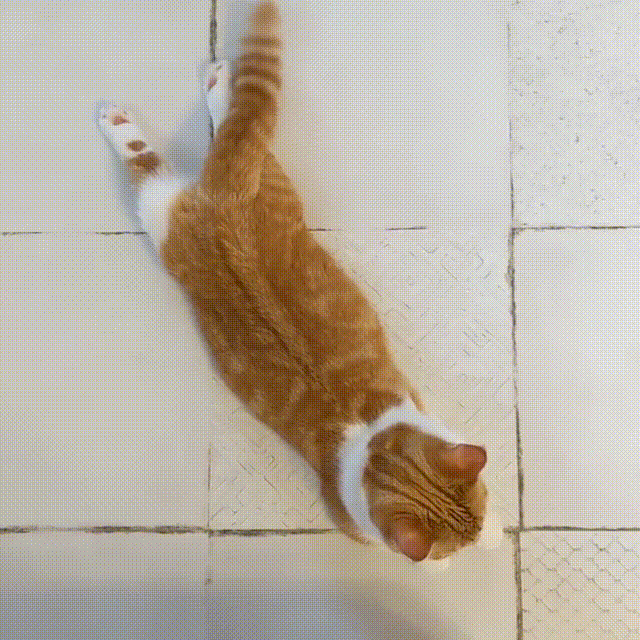 世上怎么会有这么萌的小猫猫尾巴都可以出道了