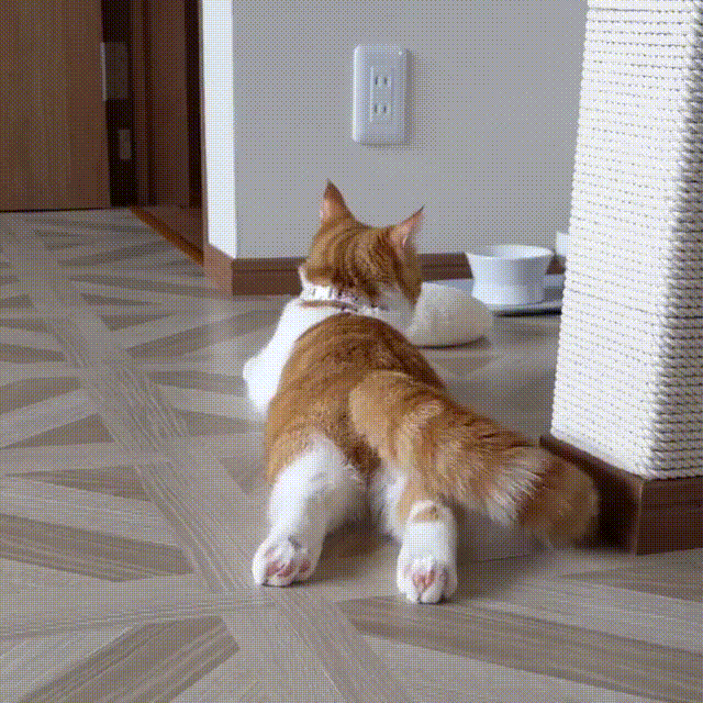 世上怎么会有这么萌的小猫猫尾巴都可以出道了