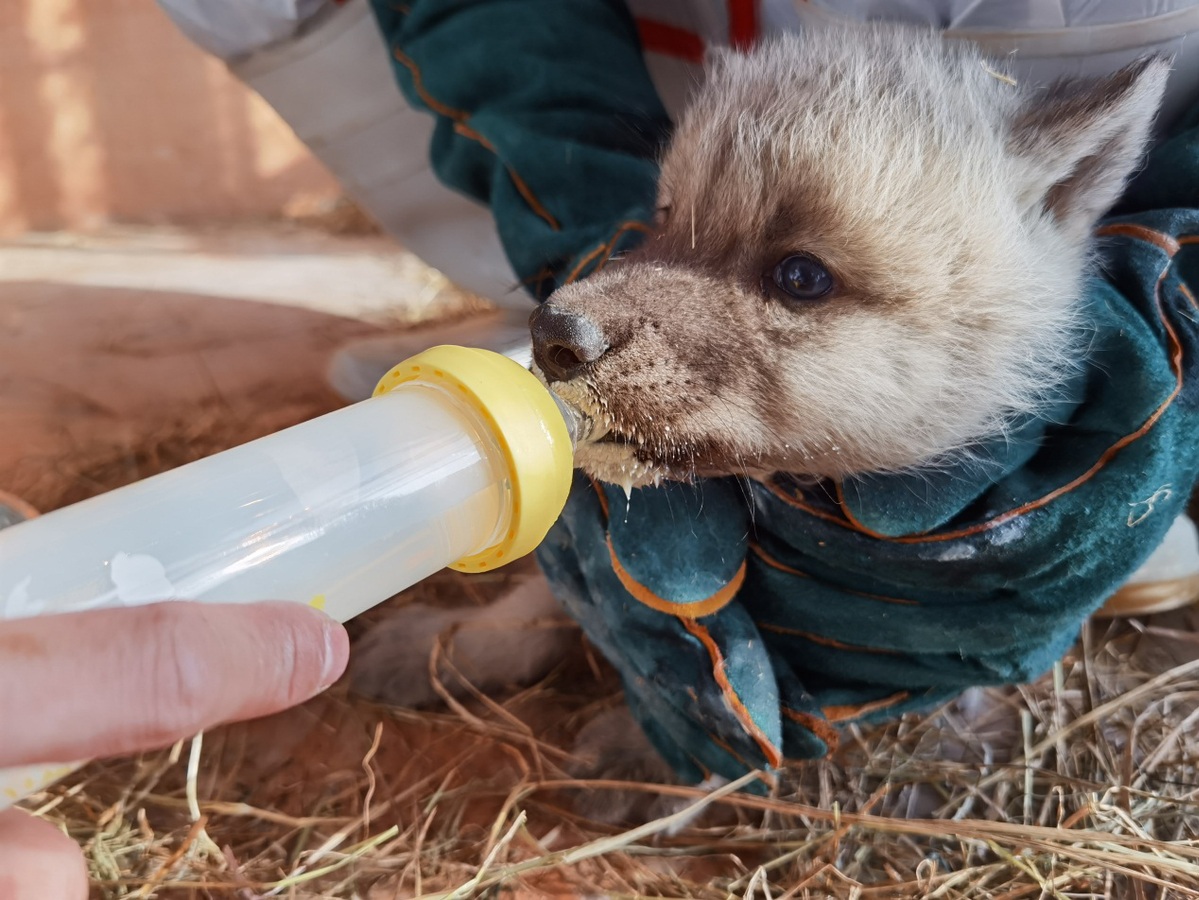 黑龙江省首例繁育成功的北极狼三胞胎迎满月
