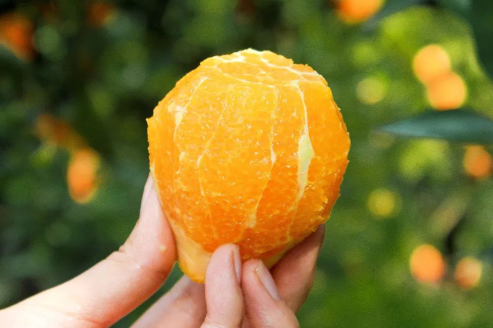 一捏爆汁的秭归夏橙酸甜爽口清新解腻