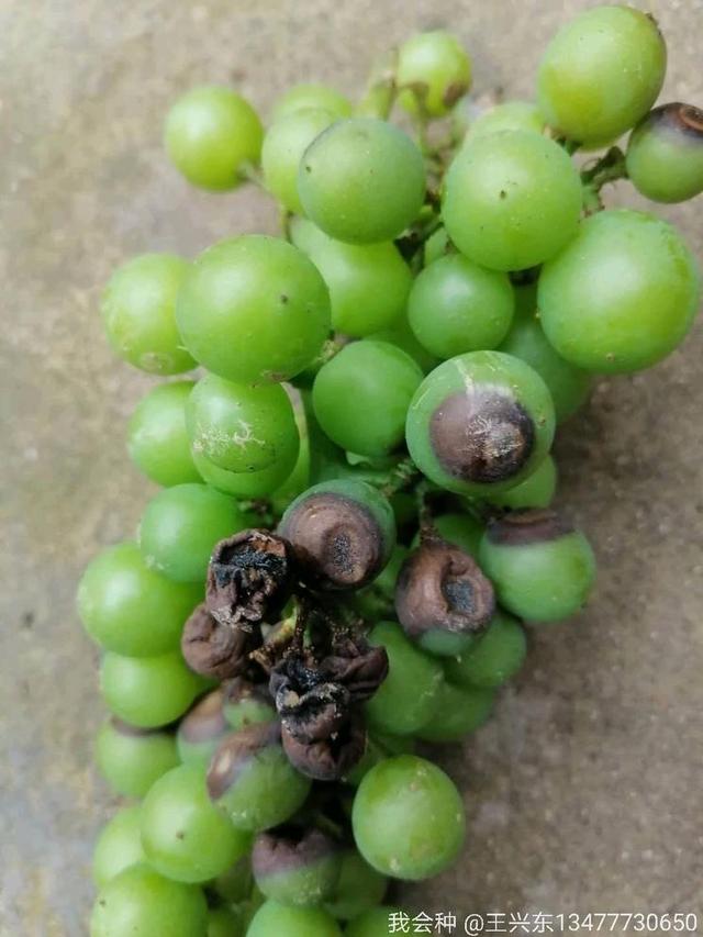 浅析葡萄黑腐病防治措施