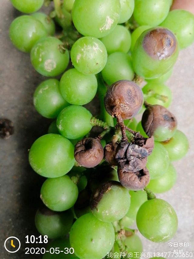 浅析葡萄黑腐病防治措施