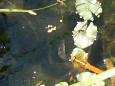 400_300gif 动态图 动图