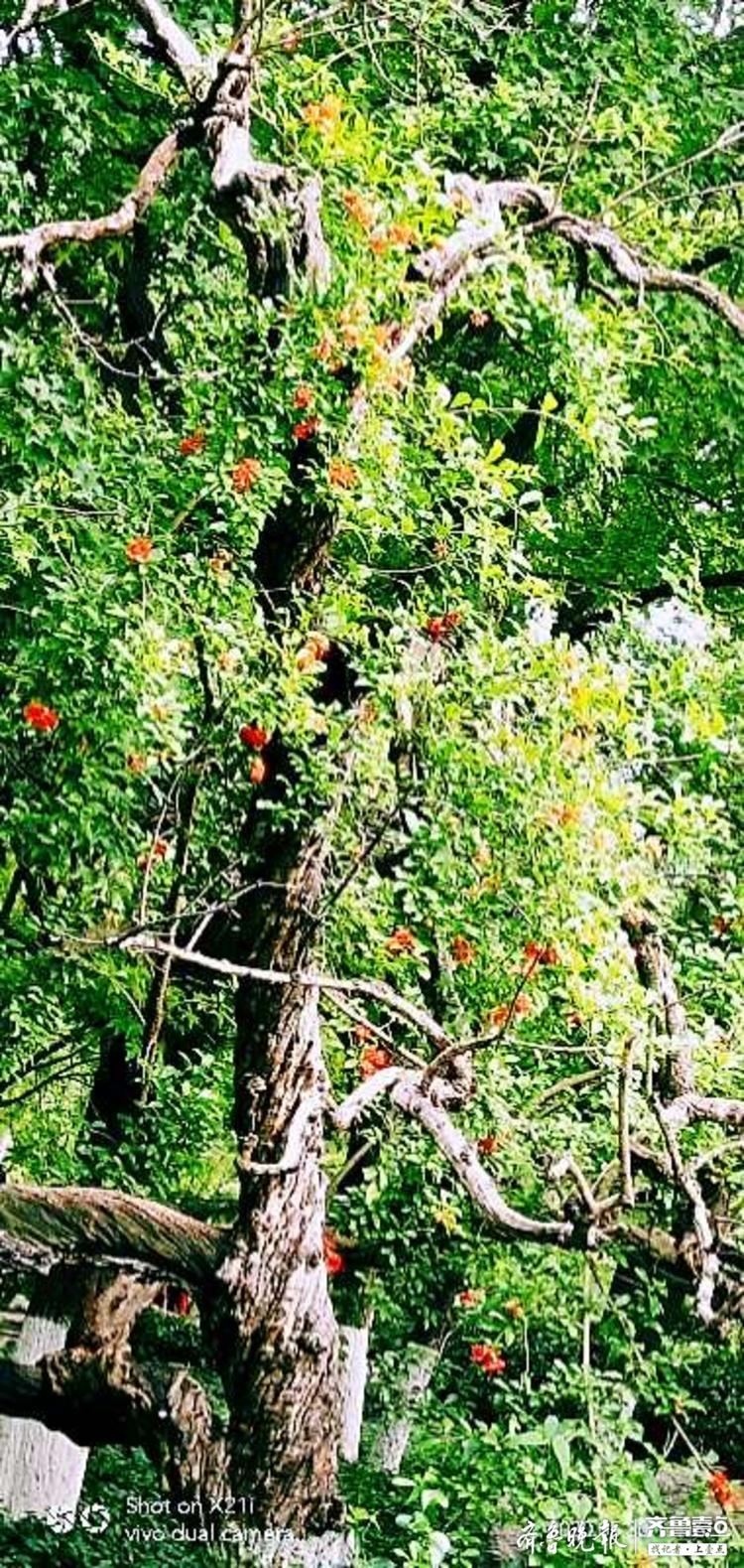 五龙潭边一棵老石榴树历尽沧桑繁华