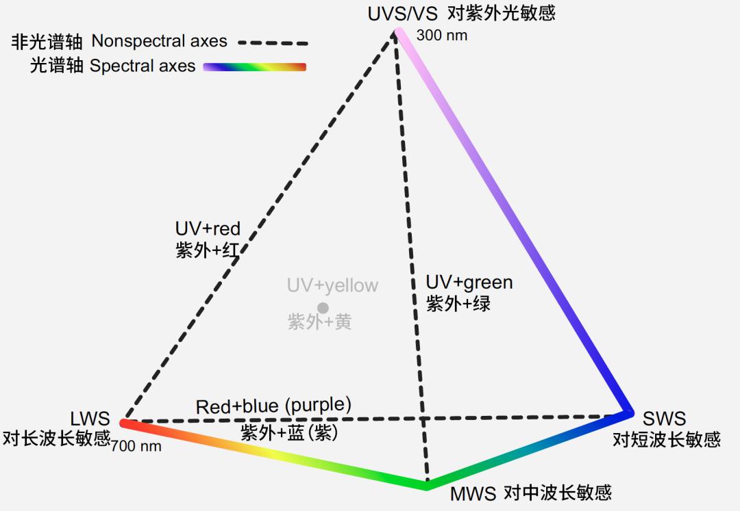 跟蜂鸟相比 我们可能是色盲 光谱 新浪科技 新浪网 跟蜂鸟相比 我们可能是色盲 光谱 新浪科技 新浪网