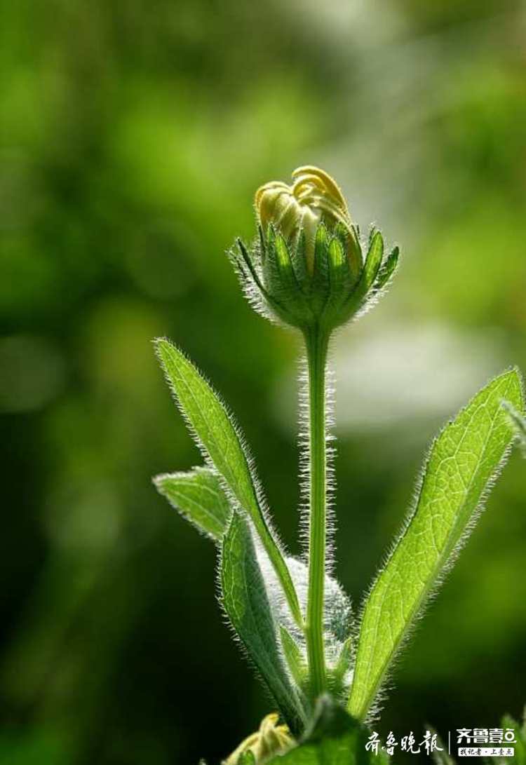 毛绒绒的黑心菊,静候绽放