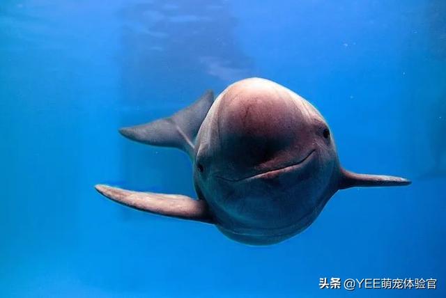 江豚升一级保护动物,我国特有生物,怎么都这么倒霉