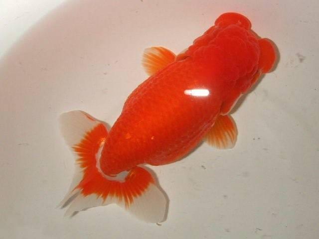 饲养蓝寿金鱼 为什么要选择低水位 在投喂上需要注意什么问题 金鱼 水位 鱼缸 新浪新闻 饲养蓝寿金鱼 为什么要选择低水位 在投喂上需要注意什么问题 金鱼 水位 鱼缸 新浪新闻