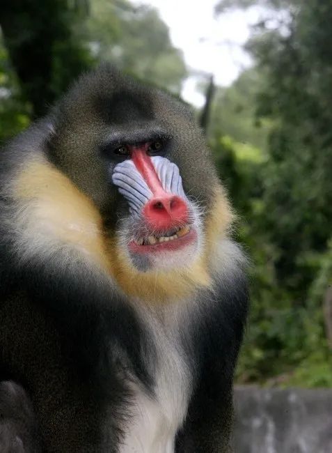 猴类王国里的大"花脸" | 每周一宠