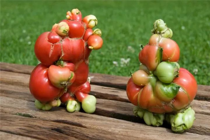 日本核辐射后的变异蔬菜造型极其恐怖根本没人敢吃