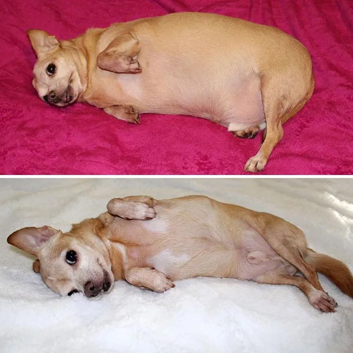 减肥又失败的你,请点进来接受狗子无情的嘲讽!