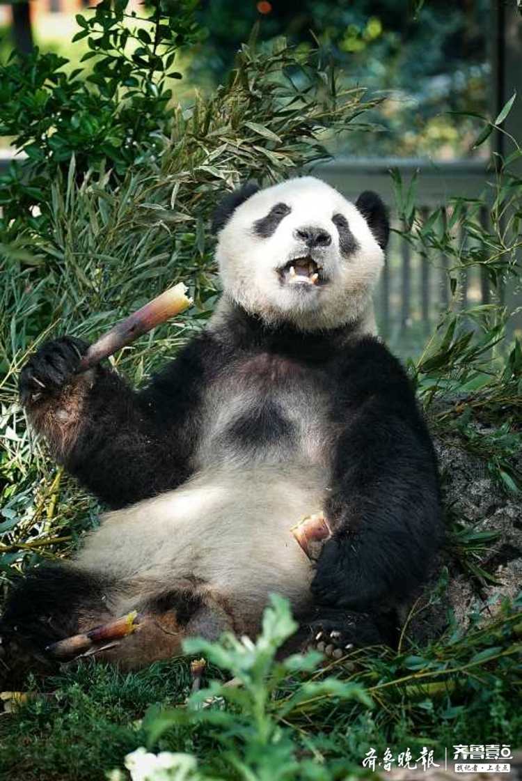 动物园内,大熊猫悠闲地吃着专属自己的美食