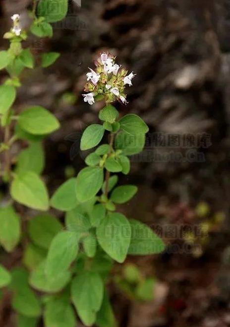 牛至见过吗发汗解表消暑化湿用于中暑急性胃肠炎腹痛