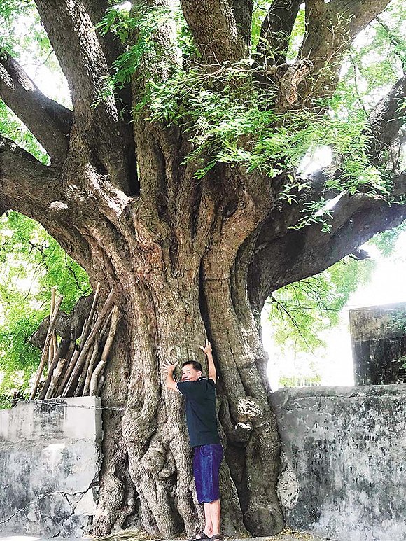 千年酸豆古树:用生命丈量时间和当下