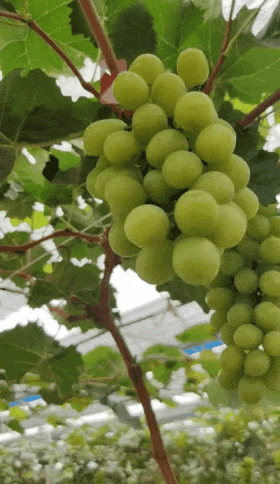 超16万网友围观三水网红村香印葡萄开摘国sir都话赞