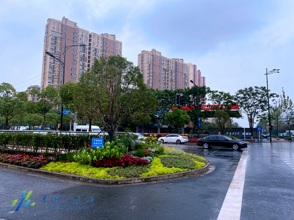 谁能想到,曾经只有泥巴与绿草的道路绿岛,如今已变成街头一景.