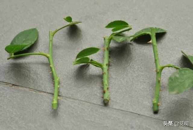 月季扦插总黑杆,这些小技巧一定不能忽略|枝条|月季|基质_新浪新闻