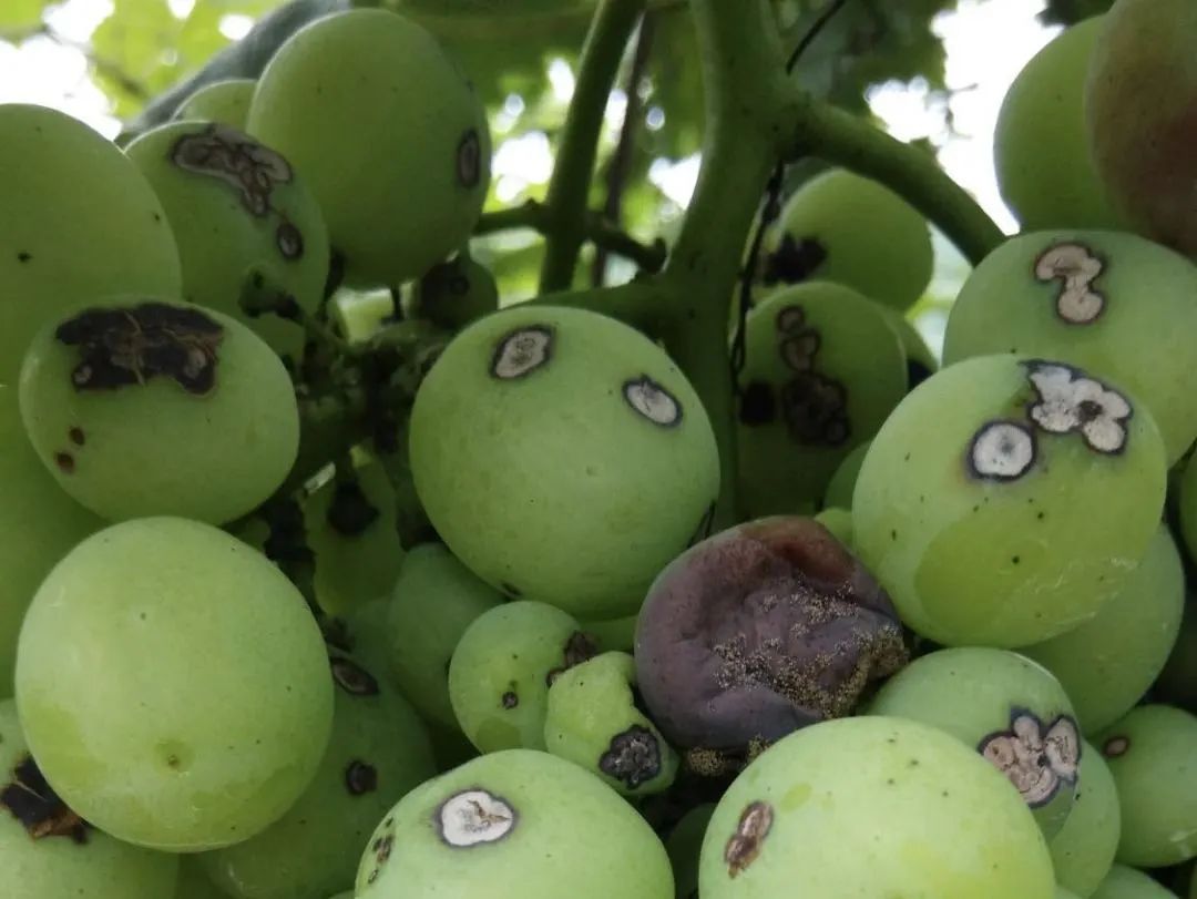 几种葡萄果粒病害的辨识一看就会