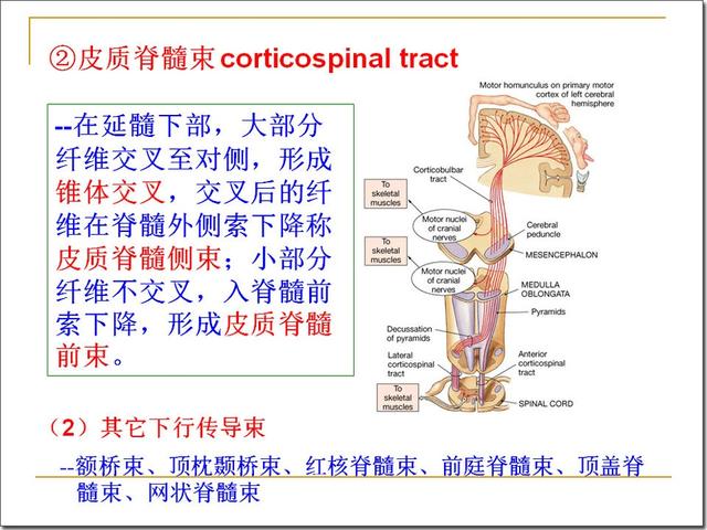 脑干解剖及损害分析